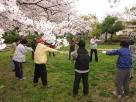 桜サークル太極拳4月の写真