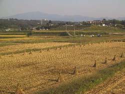 長峰エリア（ほ場整備地区）の写真