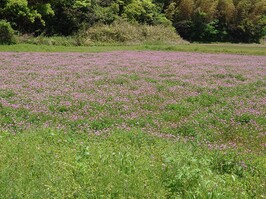 写真1