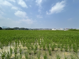写真31