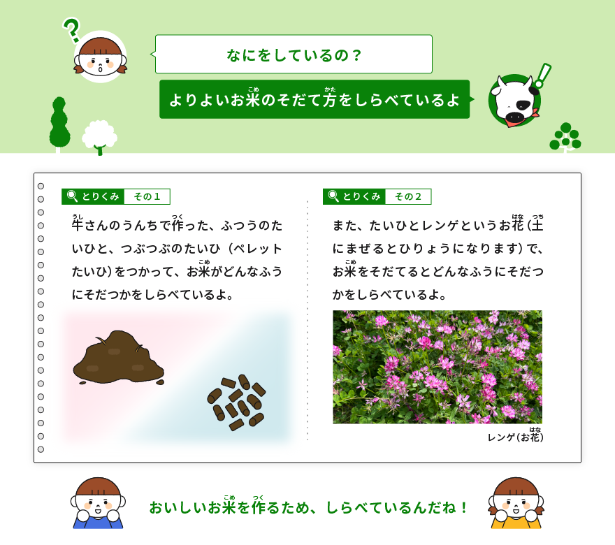 なにをしているの？ よりよいお米のそだて方をしらべているよ  とりくみ　その1 牛さんのうんちで作った、ふつうのたいひと、つぶつぶのたいひ（ペレットたいひ）をつかって、お米がどんなふうにそだつかをしらべているよ。  とりくみ　その2 また、たいひとレンゲというお花（土にまぜるとひりょうになります）で、お米をそだてるとどんなふうにそだつかをしらべているよ。  おいしいお米を作るため、しらべているんだね！