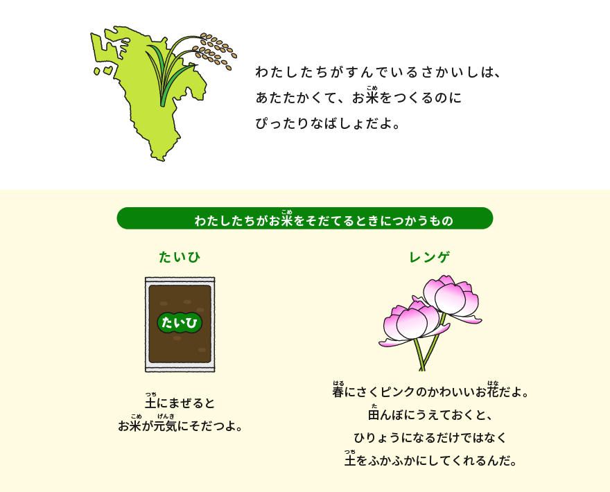 お米のそだて方（たいひとレンゲもつかいます） わたしたちがすんでいるさかいしは、あたたかくて、お米をつくるのにぴったりなばしょだよ。  たいひは、土にまぜるとお米が元気にそだつよ。 レンゲは、春にさくピンクのかわいいお花だよ。田んぼにうえておくと、ひりょうになるだけではなく土をふかふかにしてくれるんだ。