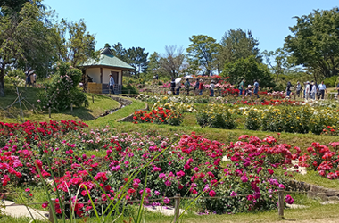 浜寺公園バラ園の画像