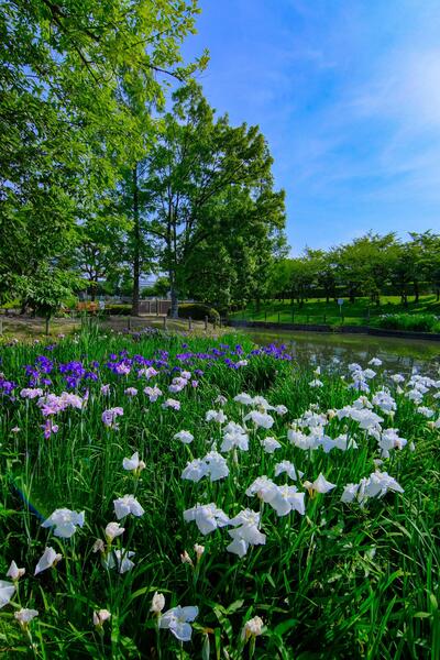 白鷺公園