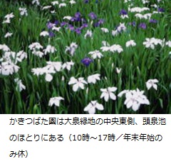 かきつばた園は大泉緑地の中央東側、頭泉池のほとりにある（10時～17時／年末年始のみ休）