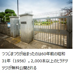 つつじまつりが始まったのは60年前の昭和31年（1956）。2,000本以上のヒラドツツジが無料公開される