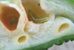 ウリ科の植物に害を与えるウリノメイガの幼虫の写真