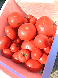 規格外のトマトの写真