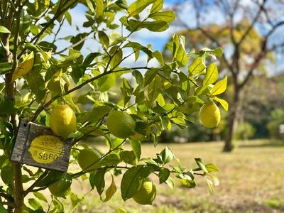 大賞　一般社団法人泉北レモンの街ストーリー1