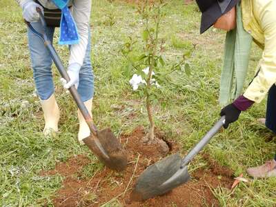 大賞　一般社団法人泉北レモンの街ストーリー2