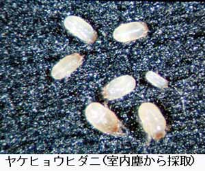 ヤケヒョウダニの画像